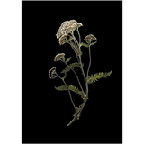 Flowercards from Nordic angan