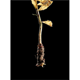Flowercards from Nordic angan