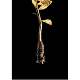 Flowercards from Nordic angan