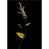 Flowercards from Nordic angan