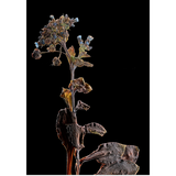 Flowercards from Nordic angan